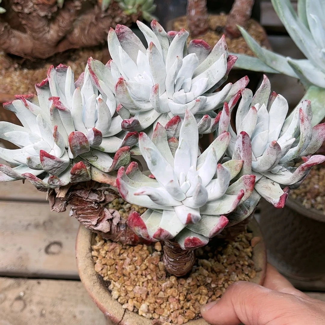 9378瑕疵除霜苹果叶多肉