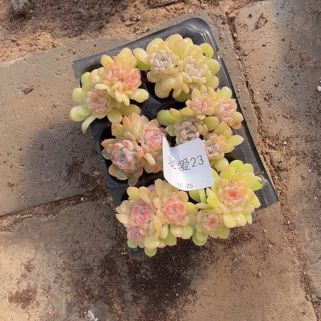 直播福利一物一拍23