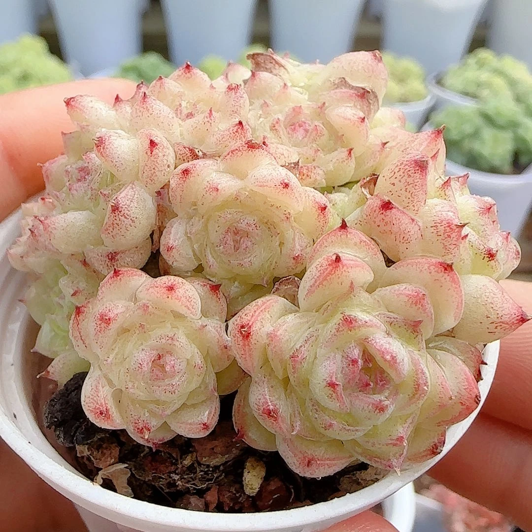 【闪购商品】1004-45小魔仙