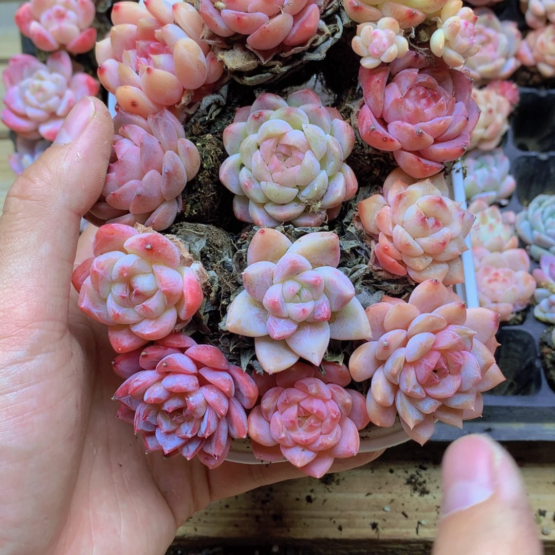 我要去看你了啊006