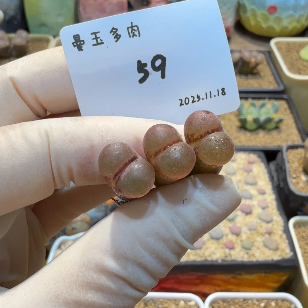 多肉多肉多肉11.18-059 红风铃