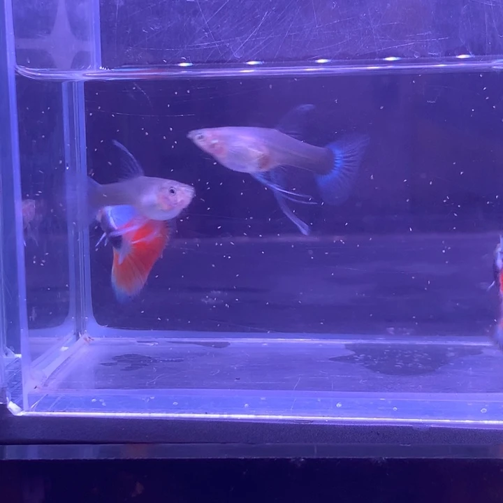 孔雀鱼蓝礼服缎带2对