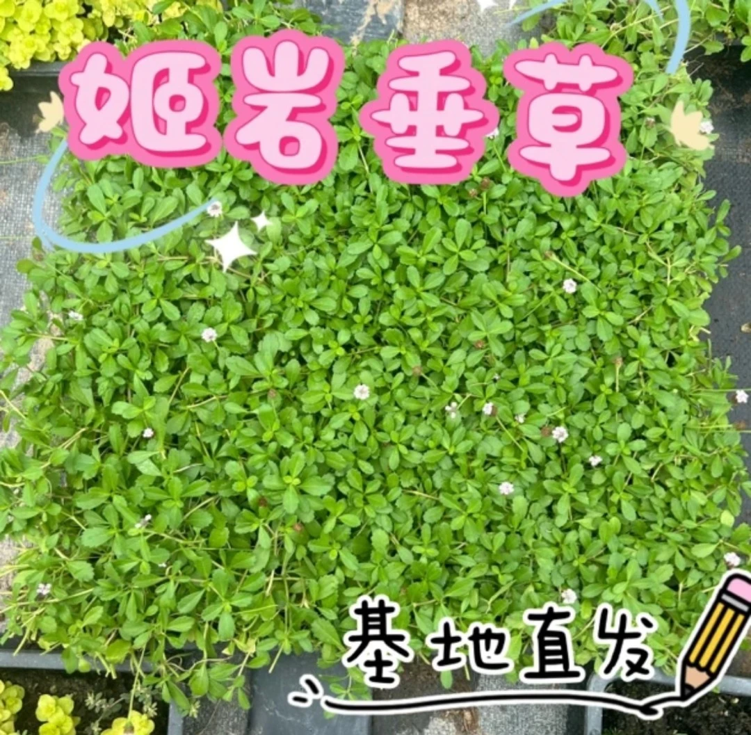 【姬岩垂草】 多年生宿根四季常青蔓延分生爬藤