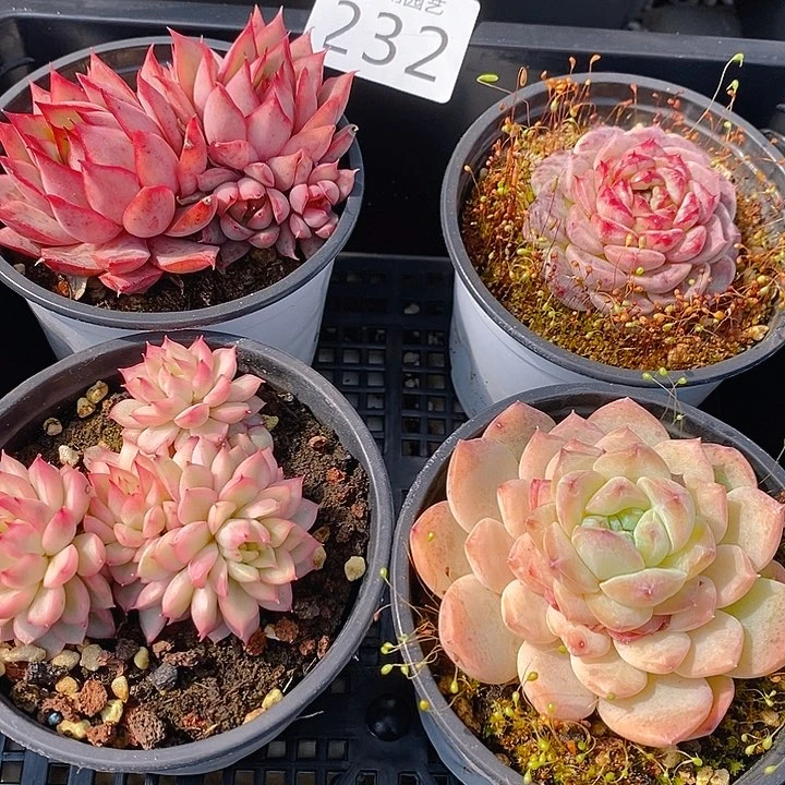 232 多肉植物盆栽花卉植物