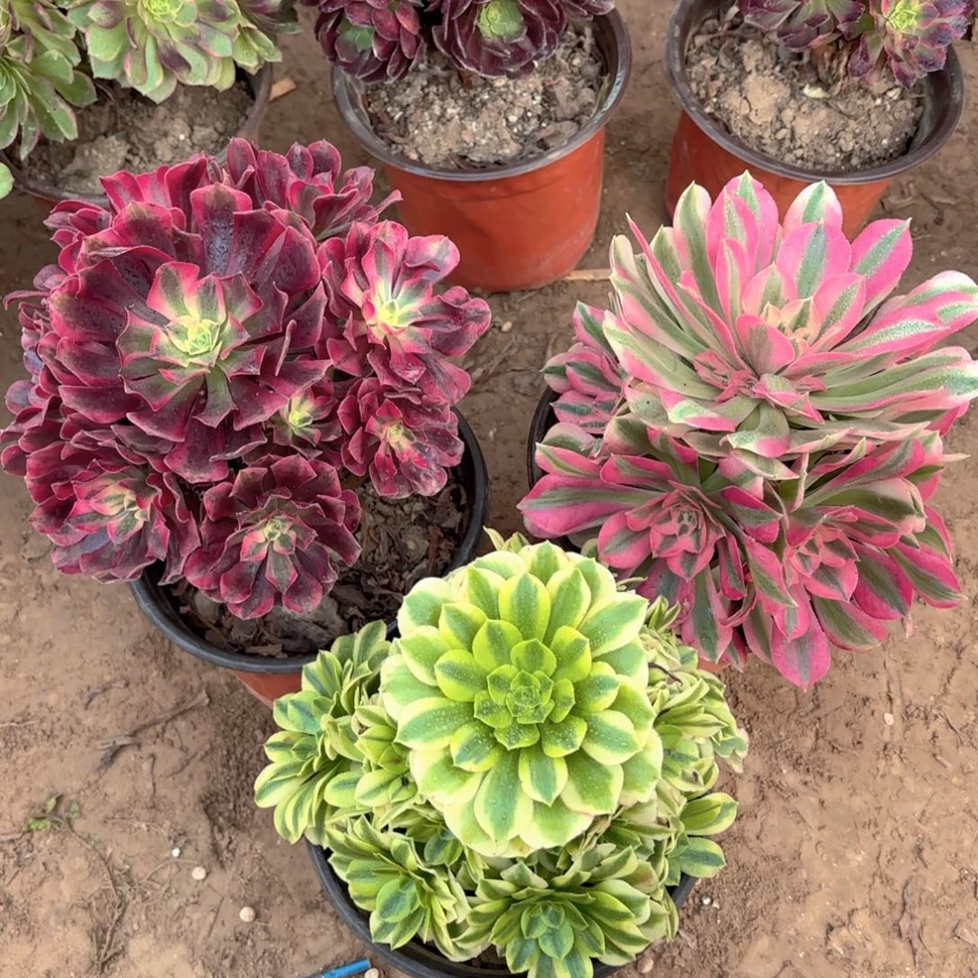 美杜莎粉女巫金丝翡翠19.8