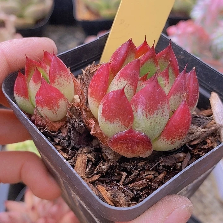 夜**兰462多肉植物老桩