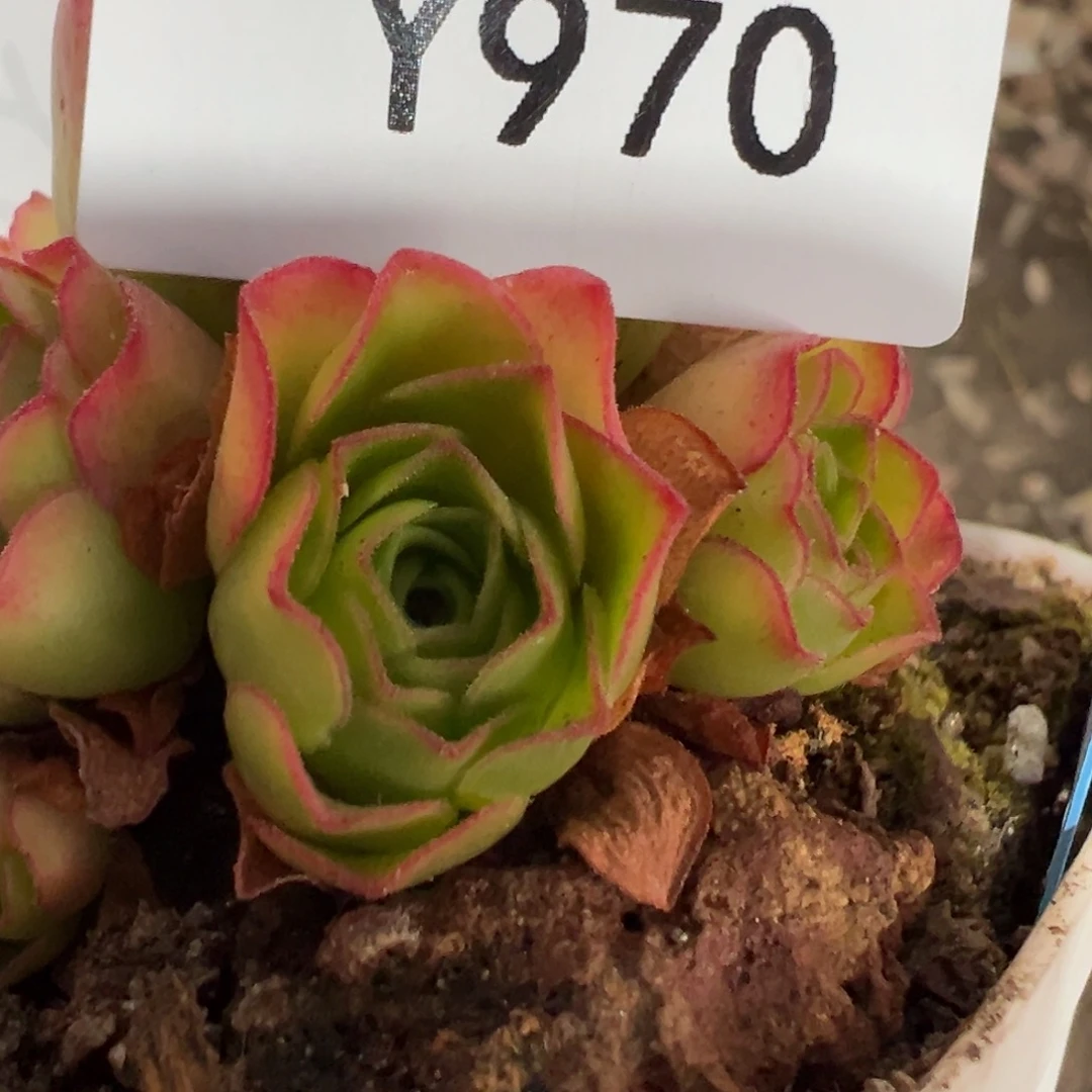 L****杨970 若初x各种侧芽