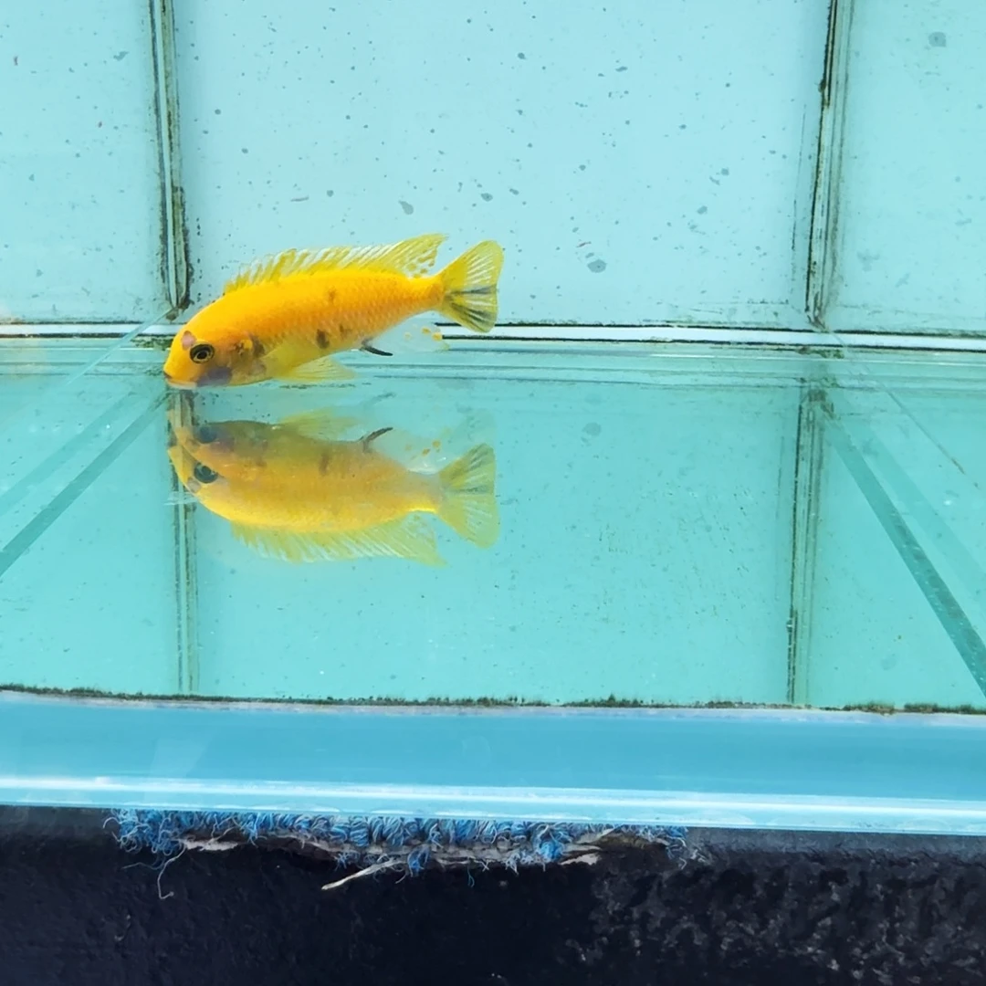 慈鲷1050黄金斑马mc.