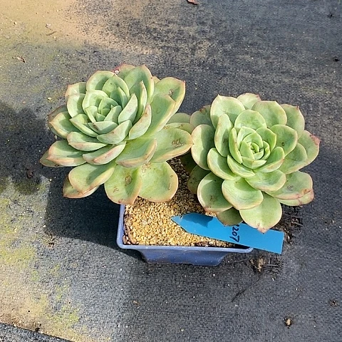 我***～1207多肉植物老桩