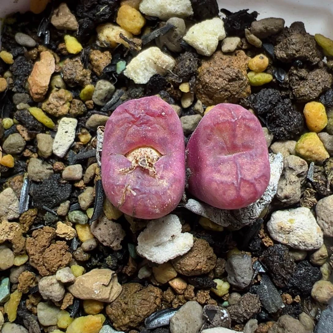 【闪购商品】088……