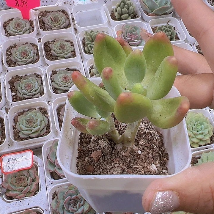 温***ঞ芒果奶19包邮多肉植物