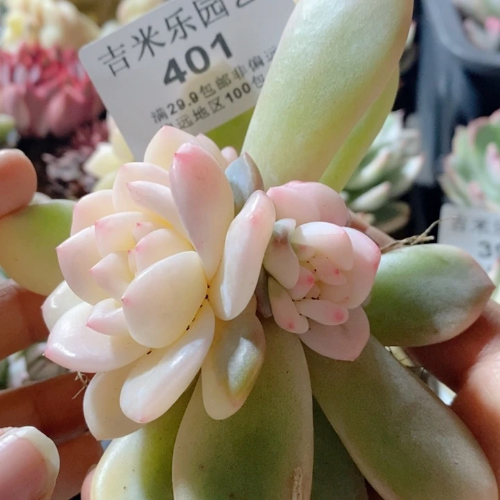 张*401梦露锦底座多肉植物