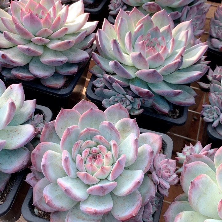 原卡多肉植物19.99