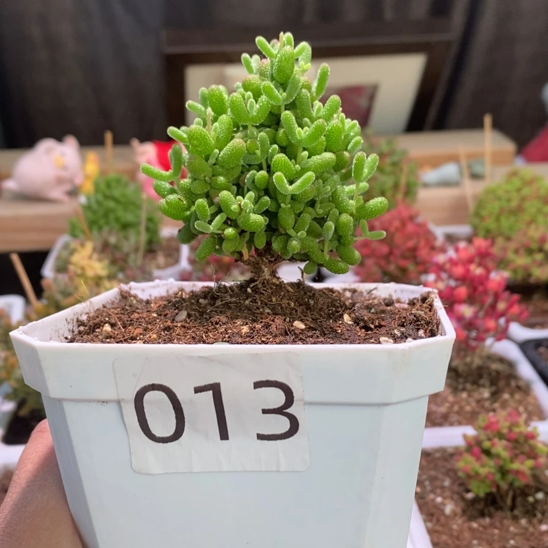 金桔带盆土发货一物一拍