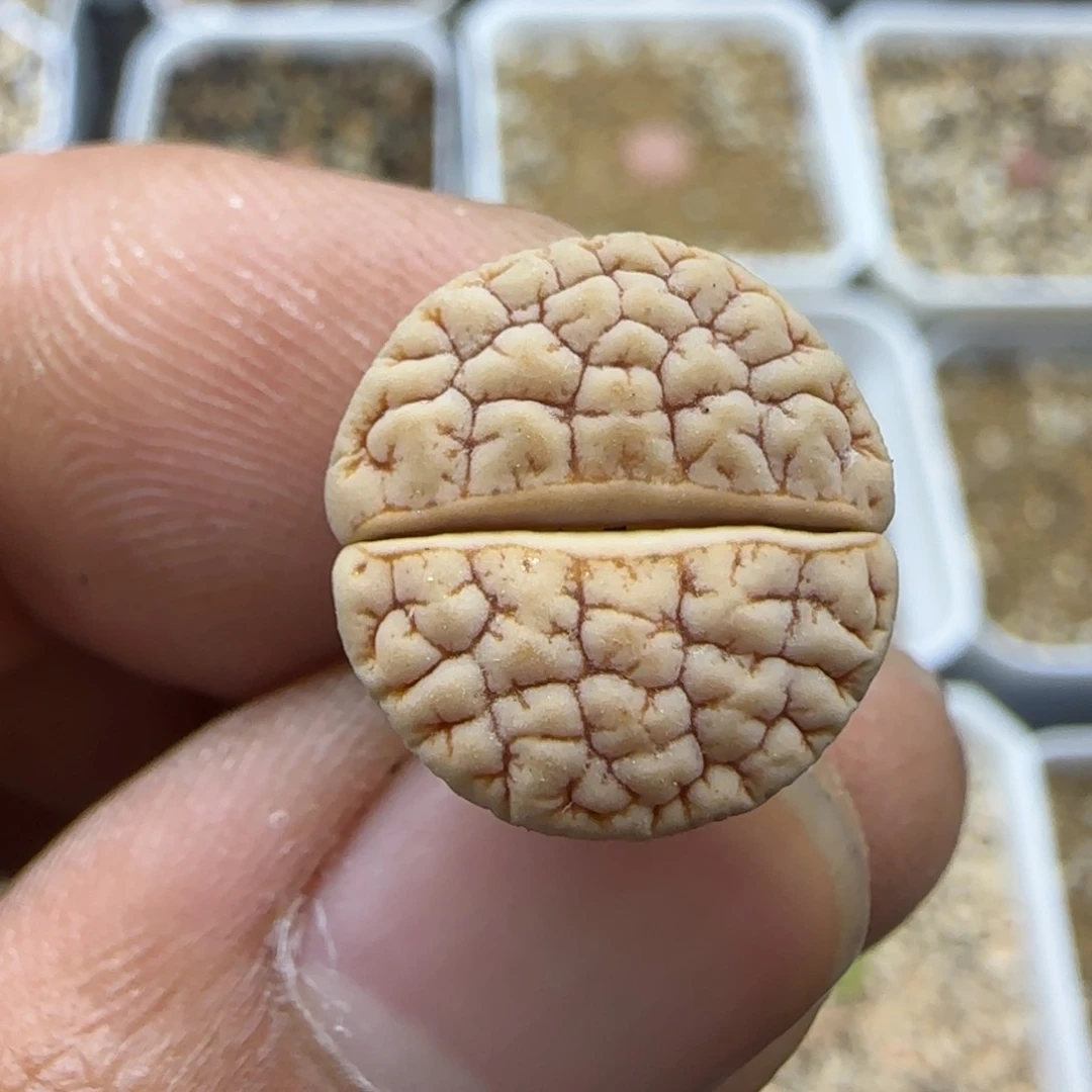 662 生石花大棚直播