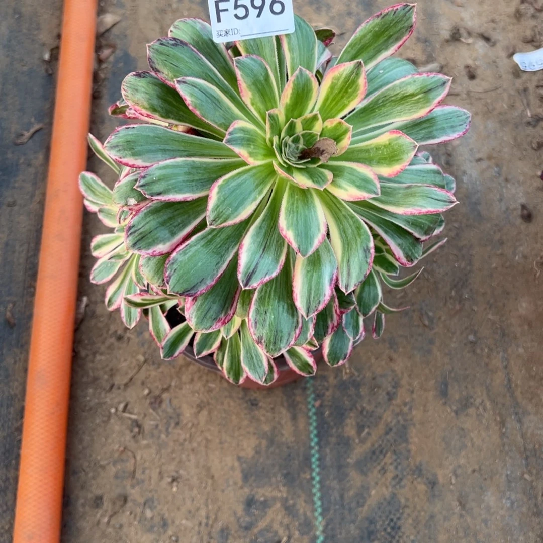 596微锦多肉植物法师
