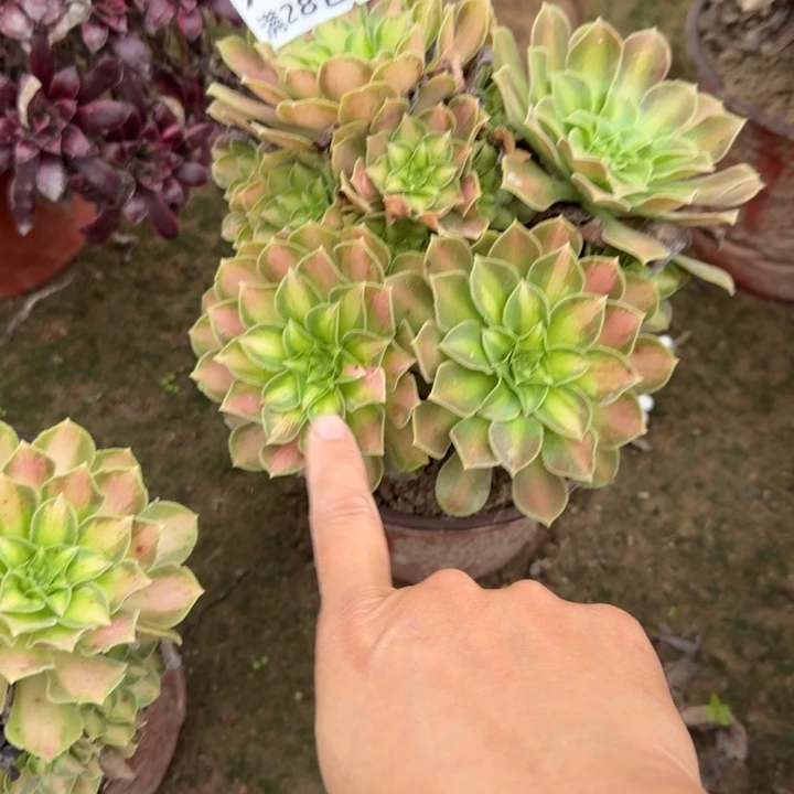 7355二号棚韶华多肉E