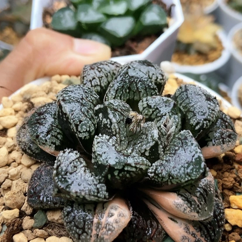 【闪购商品】?****摩多姬翠96