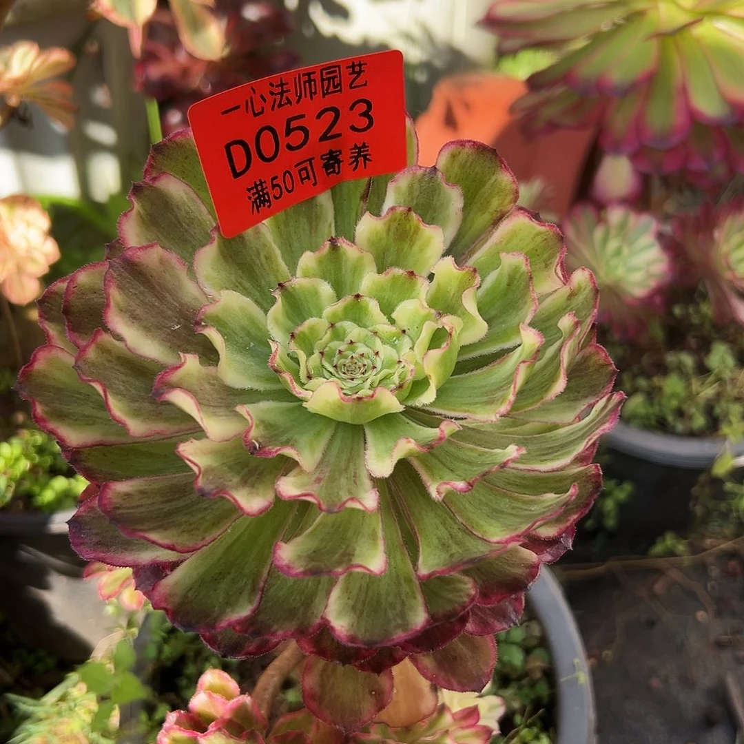 0523多肉植物法师