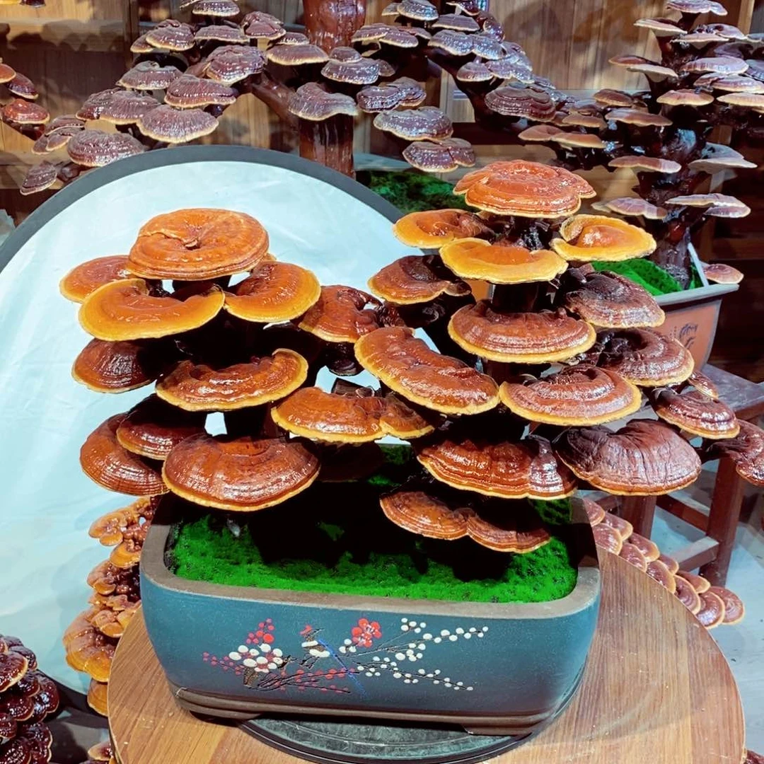 风*发财树发财树发财树发财树