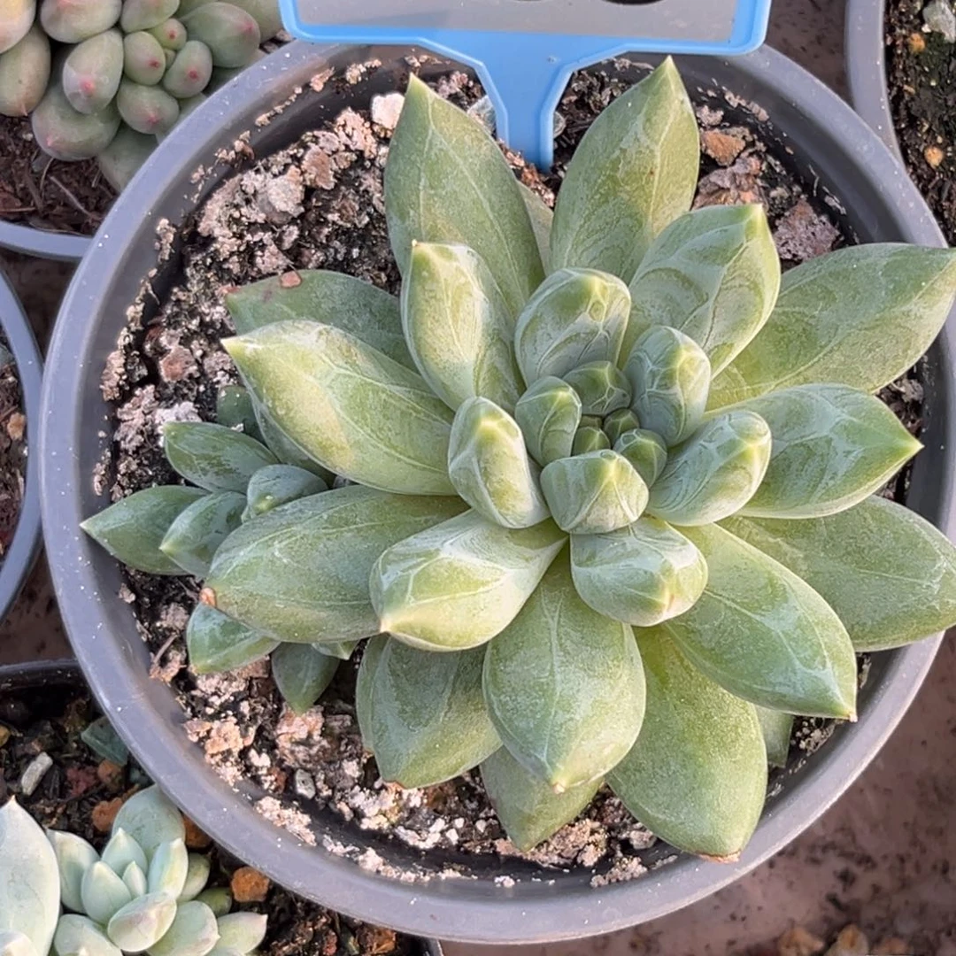 多肉植物重楼群055