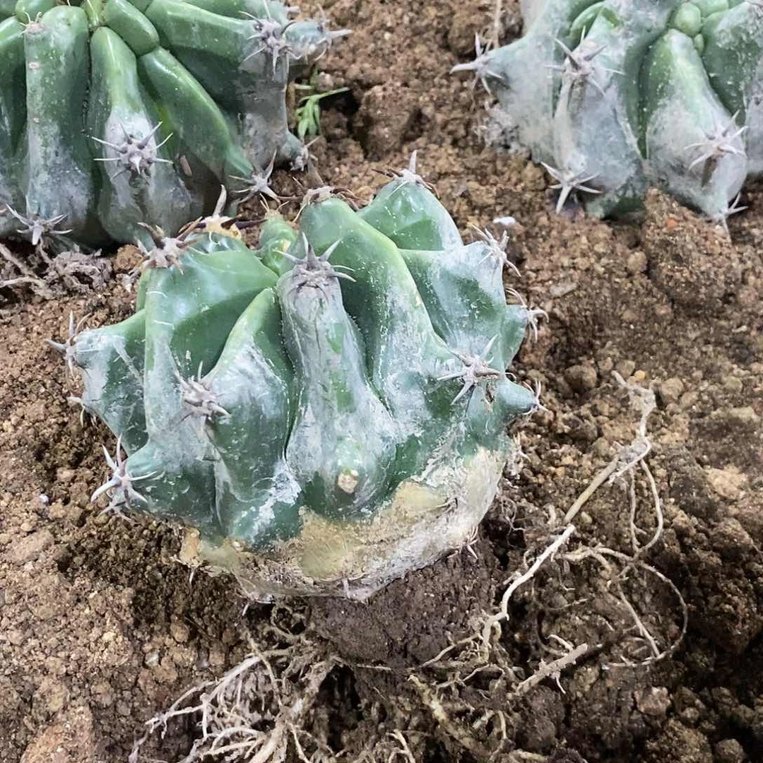 无花朵阳**子000000000000000