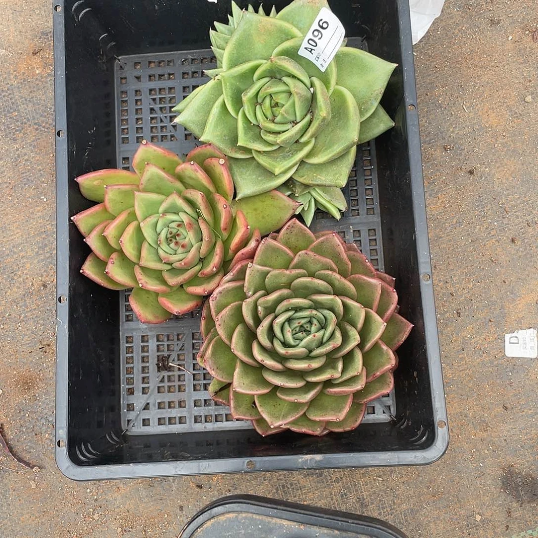 若如东云单拍A096