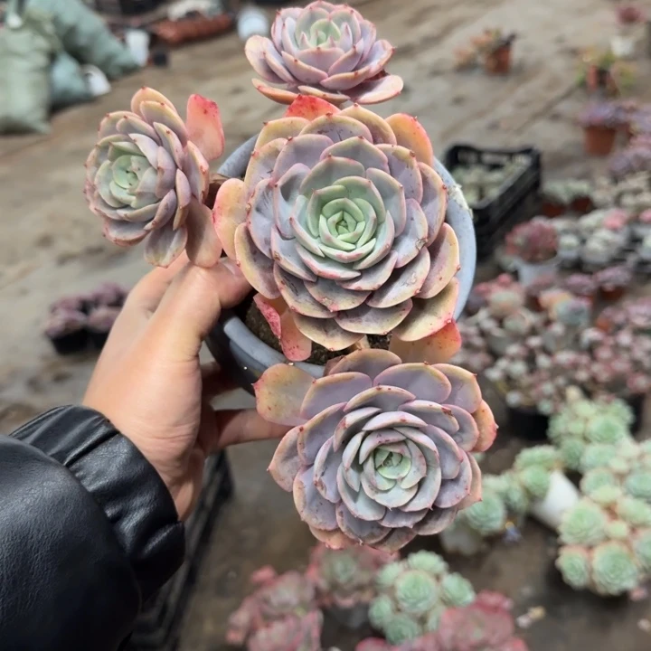 蓝色苍鹭四头起老桩