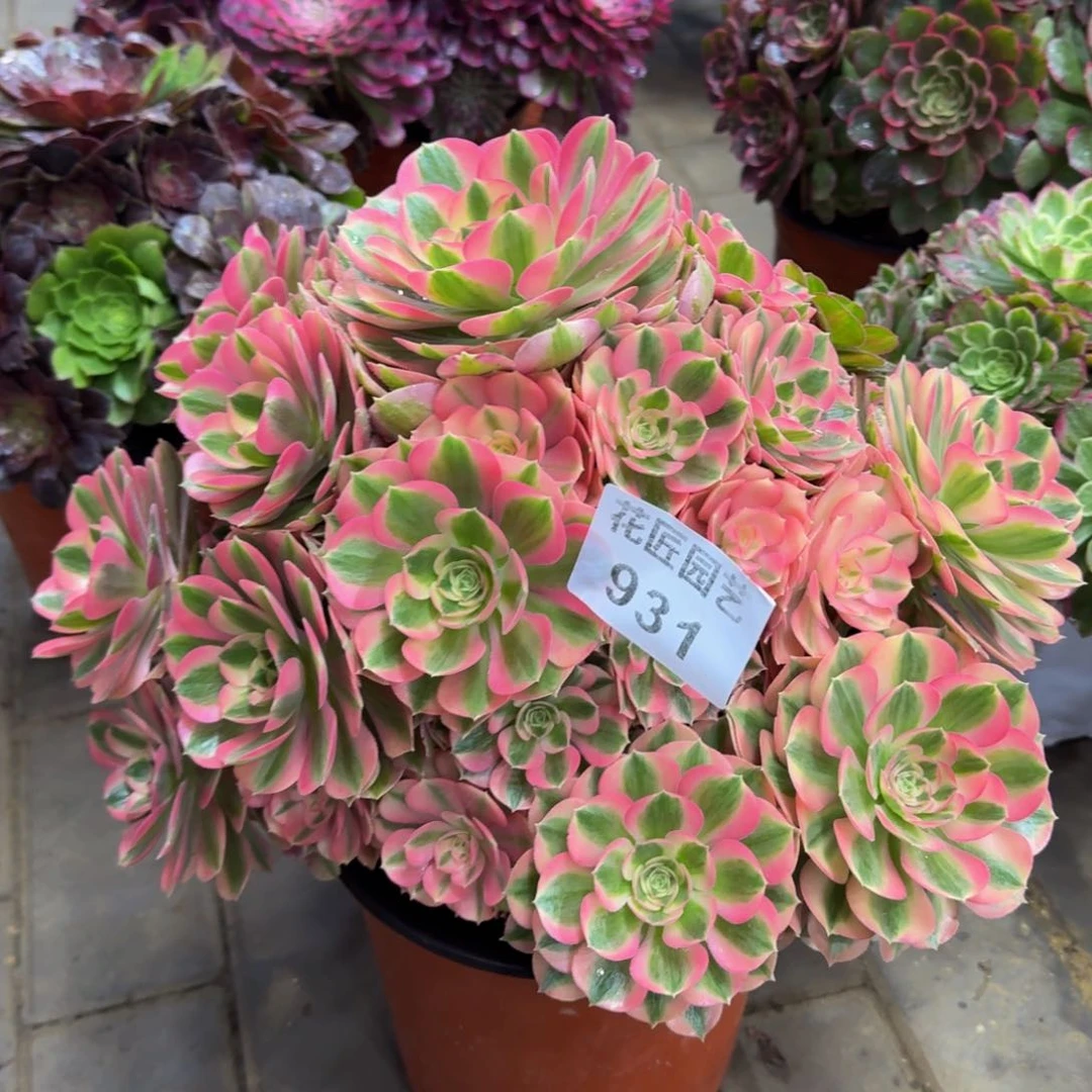 馨****美多肉植物931粉女巫