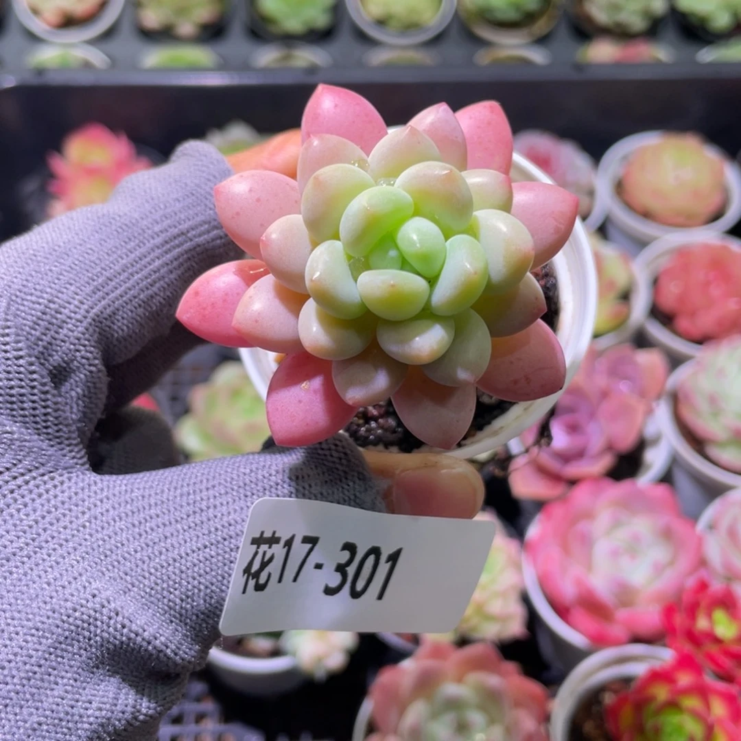 花利美17-301洛可可