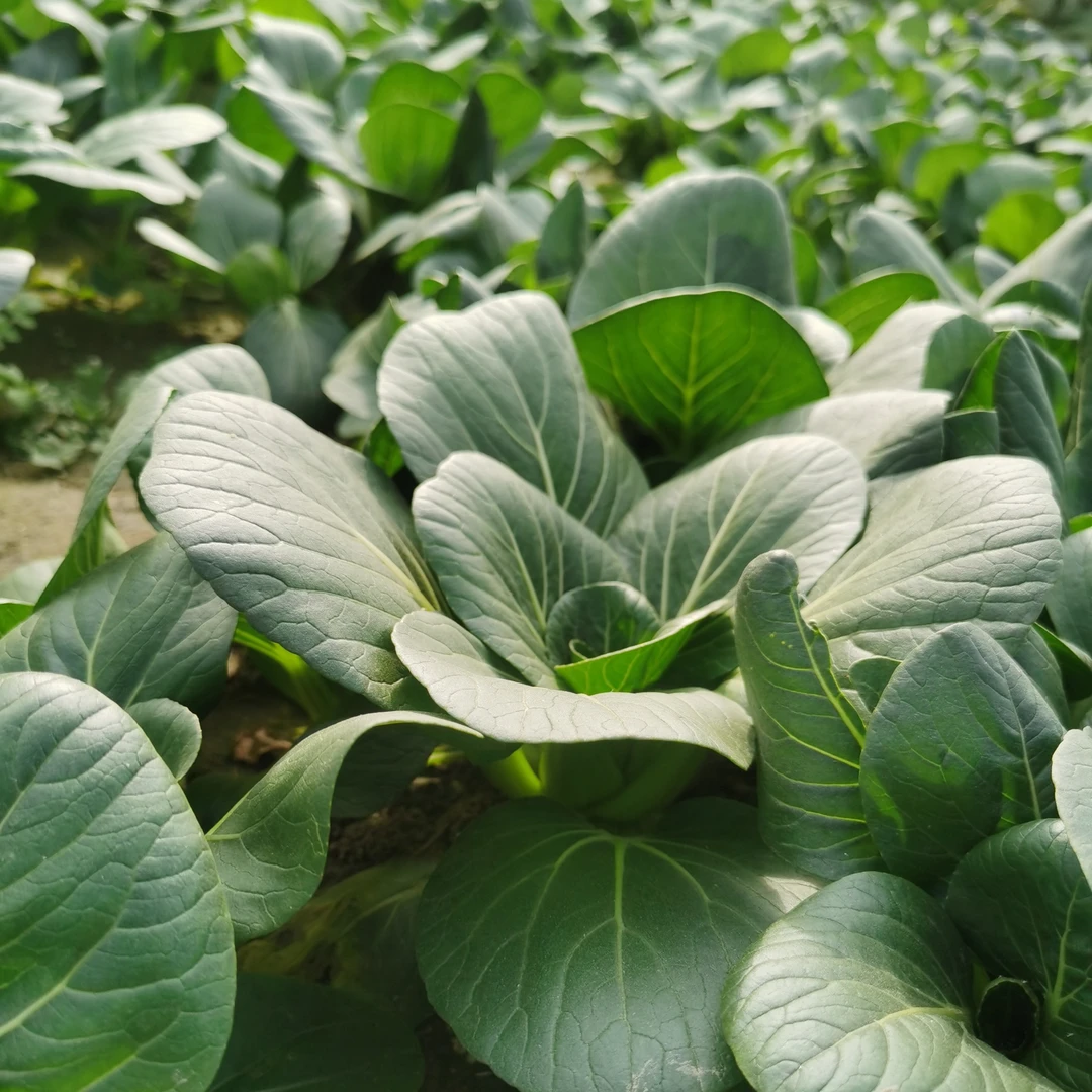 【顺丰包邮】农家自种霜冻青菜苏州青矮脚青现摘现发