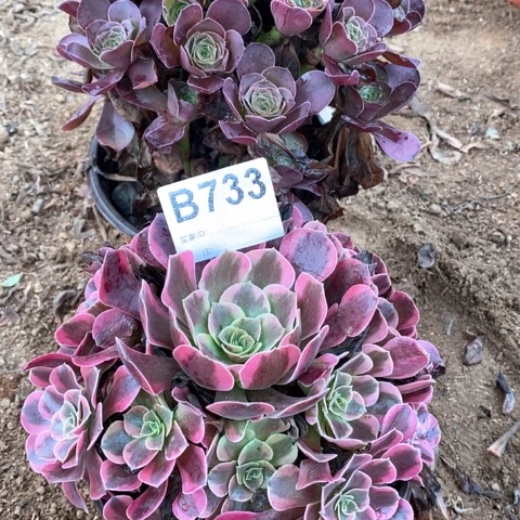 凤冠魅金玫瑰法师多肉733