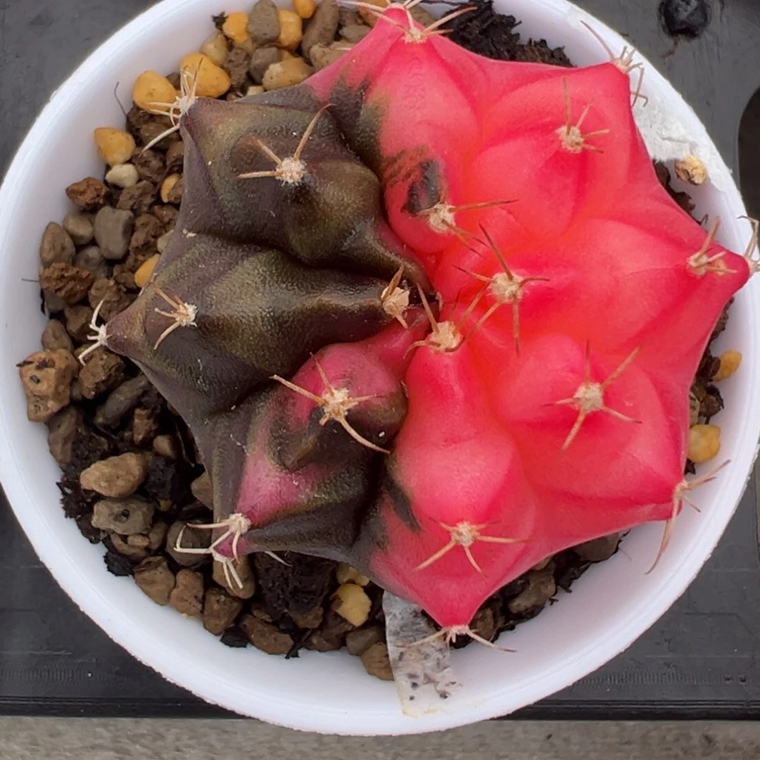 473 好看的米哈冲冲冲