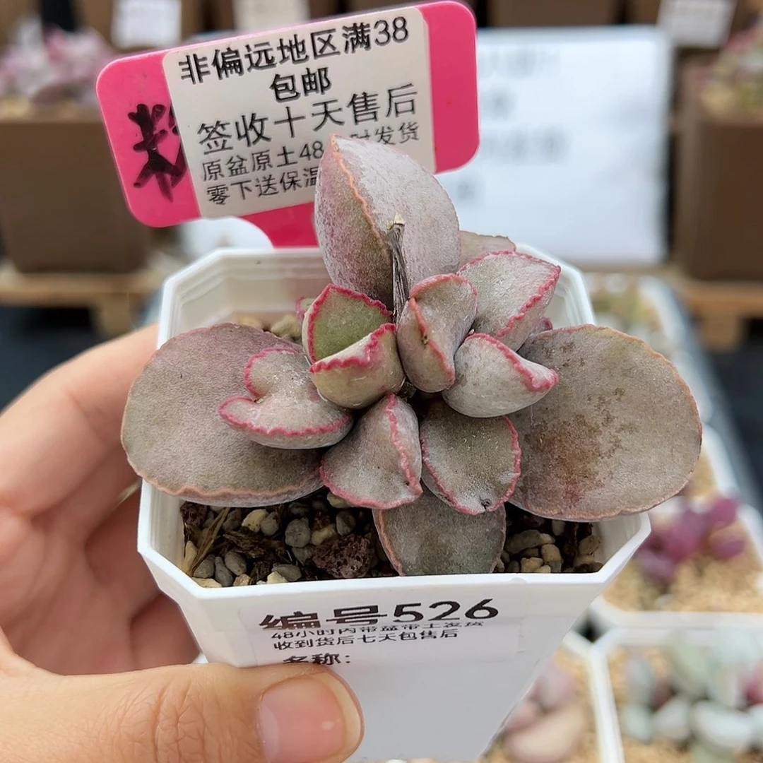 526金牛座多肉特