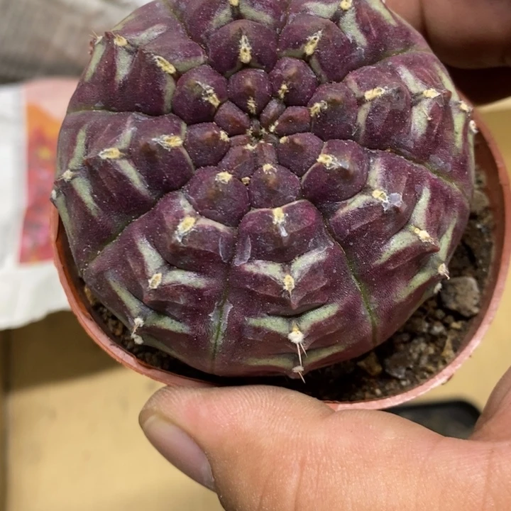 梦想牡丹特价福利