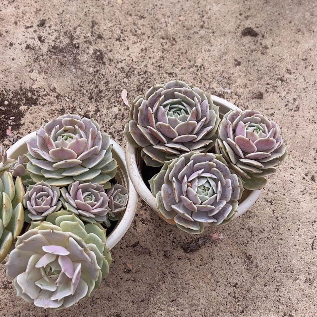 露娜莲三头起发老桩精品