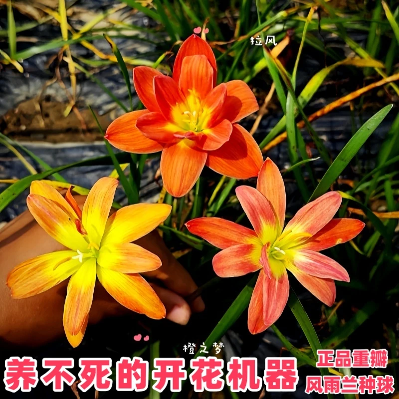 【特价】风雨兰种球四季开花易种绿植盆栽花种四季种植阳台葱兰庭院