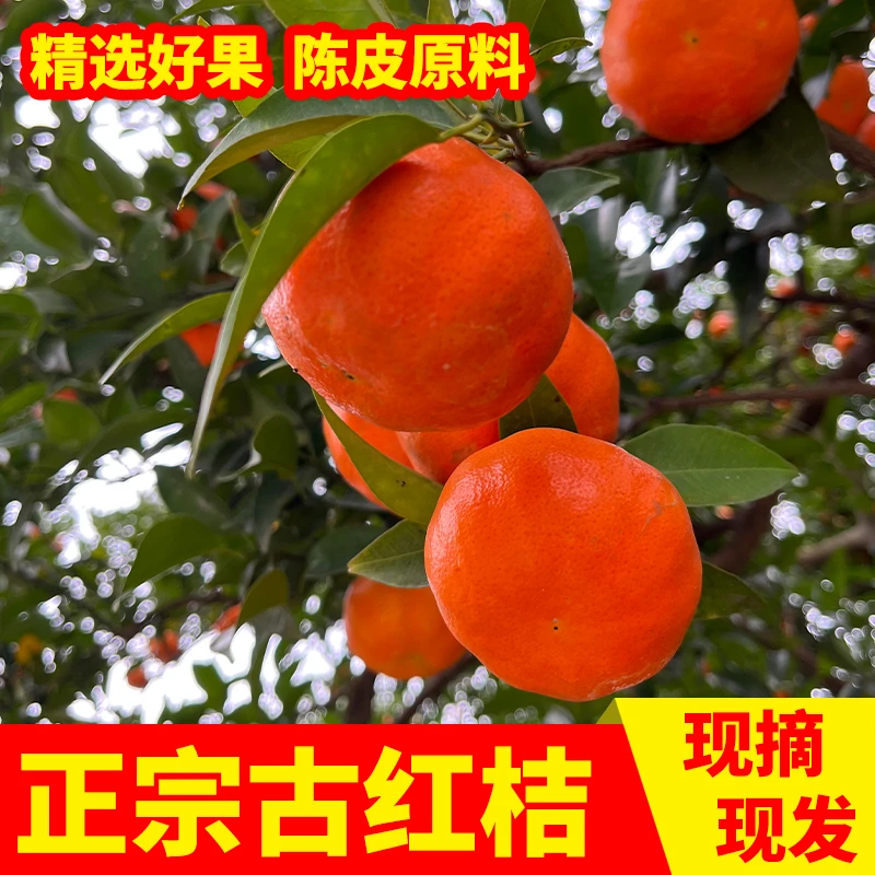 现摘重庆老树川红橘古红橘红桔有籽柑橘大红袍柑5斤