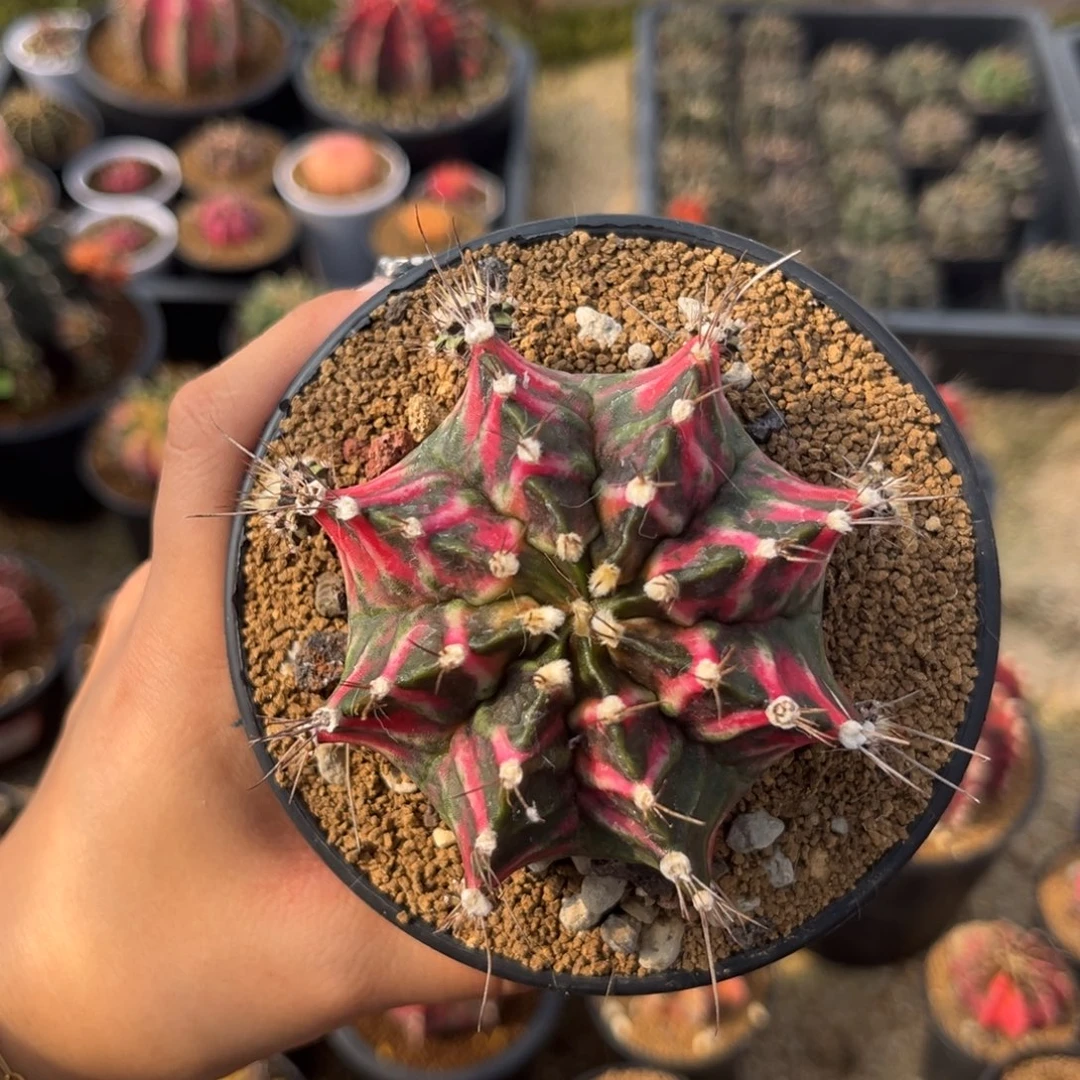 六月 侧牙 带盆土发货