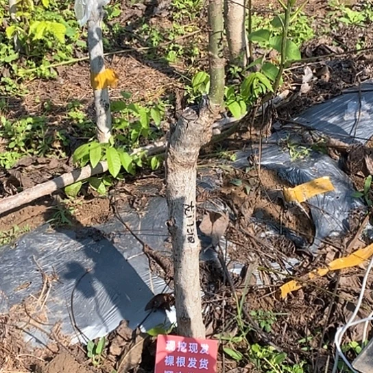 翁***迪文玩核桃吊坠龙门涧