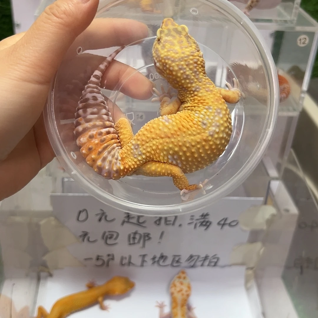 豹纹守宫豹纹守宫