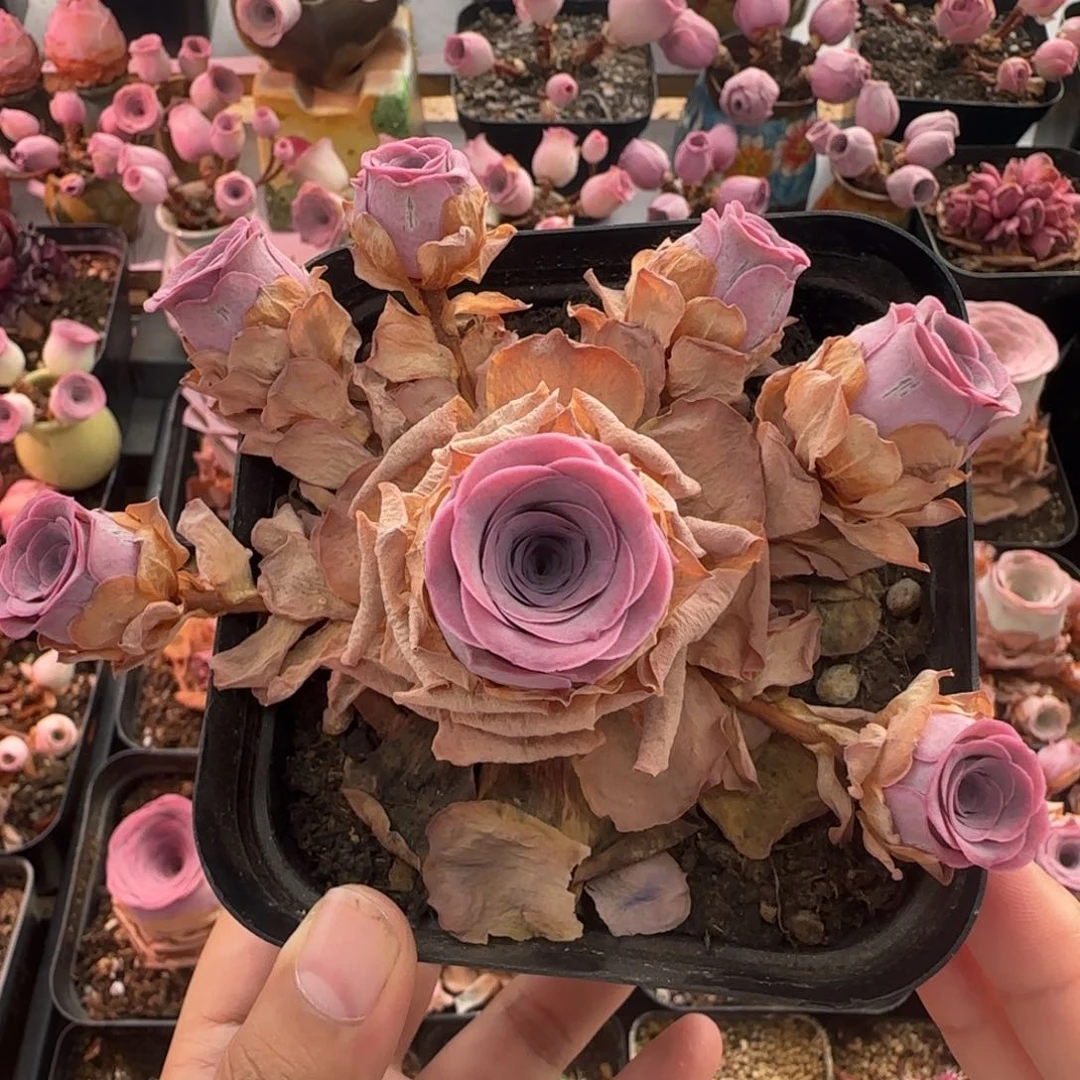 Y938半城玫瑰紫芙