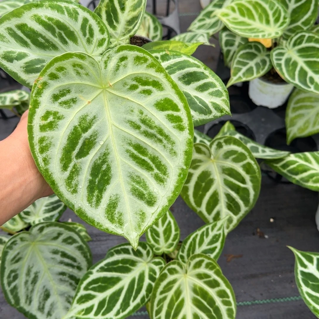 完全开放开播福利价铜锣烧