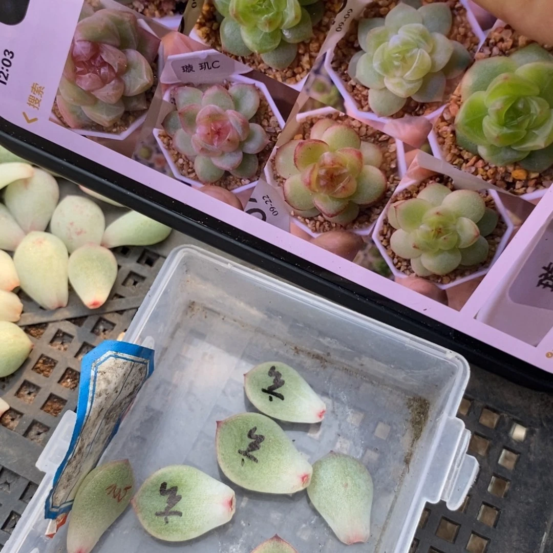 玄机珍妮纯叶片一片多肉叶子