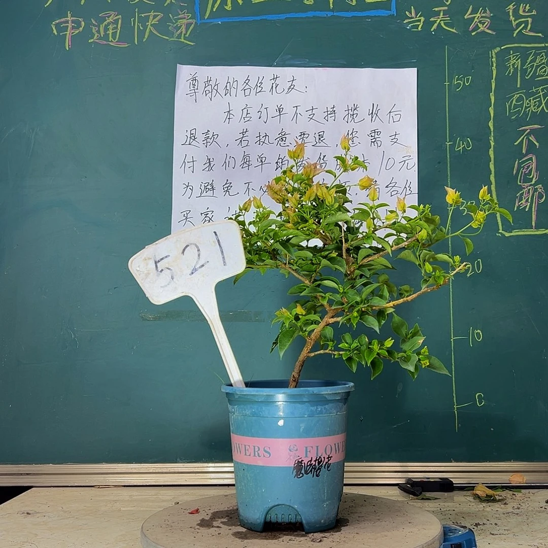 当前无花栽培后可以开花  魔法樱花  521