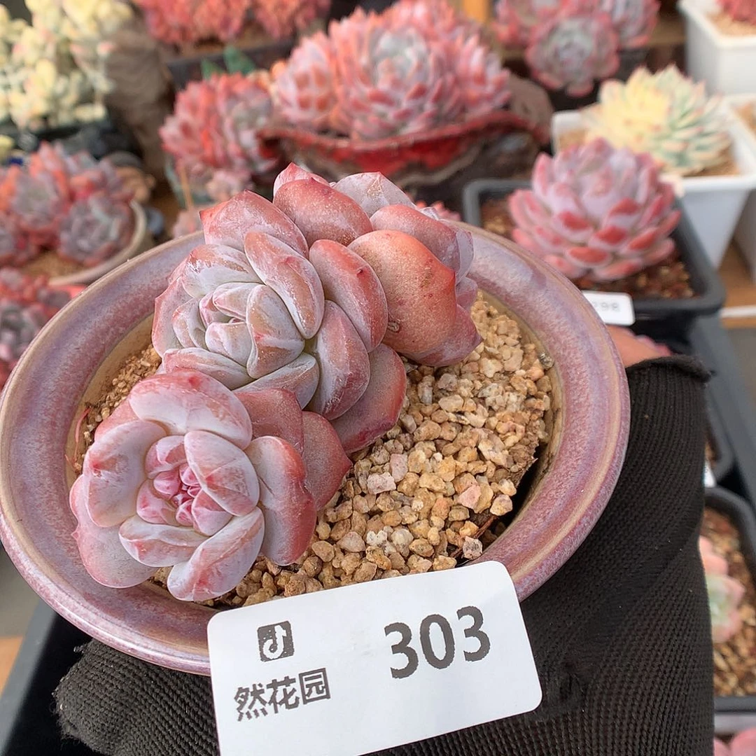 303星影多肉植物666666