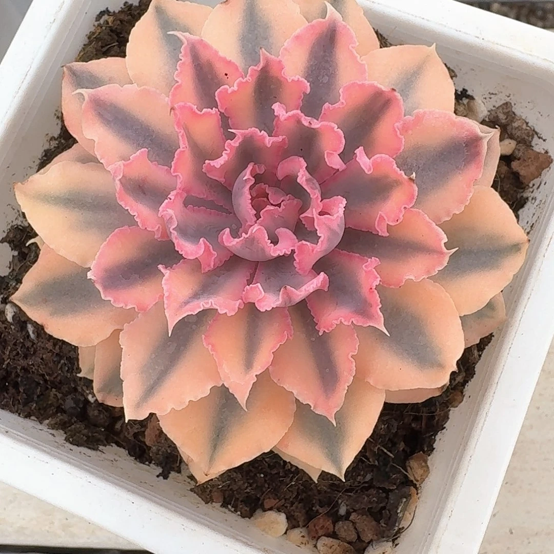 晚霞之舞锦多肉植物