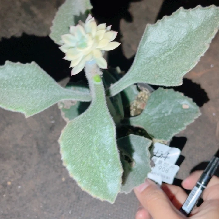 ****️908 女雏锦嫁接  带盆发货