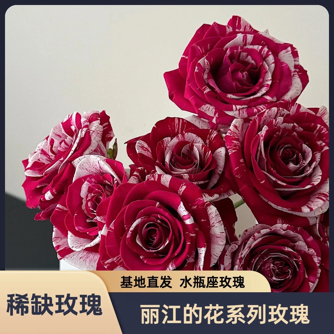 丽江的花 高品质稀缺水瓶座 丽江基地现摘直发 冷链包邮送货上门