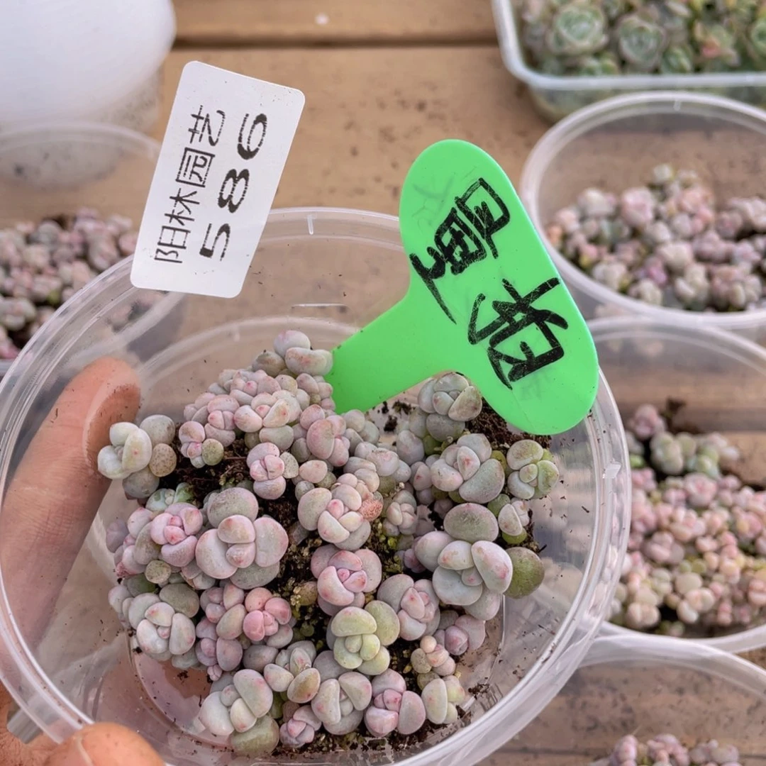 量拍多肉植物多肉植物586